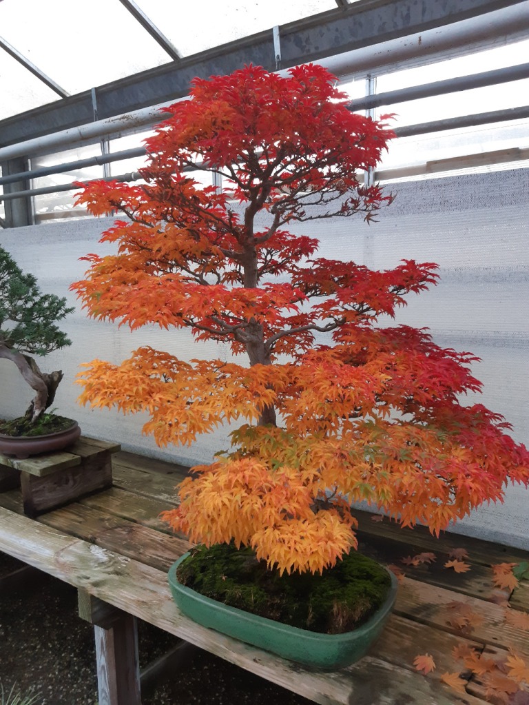 acer palmatum shishigashira bonsai autumn colors