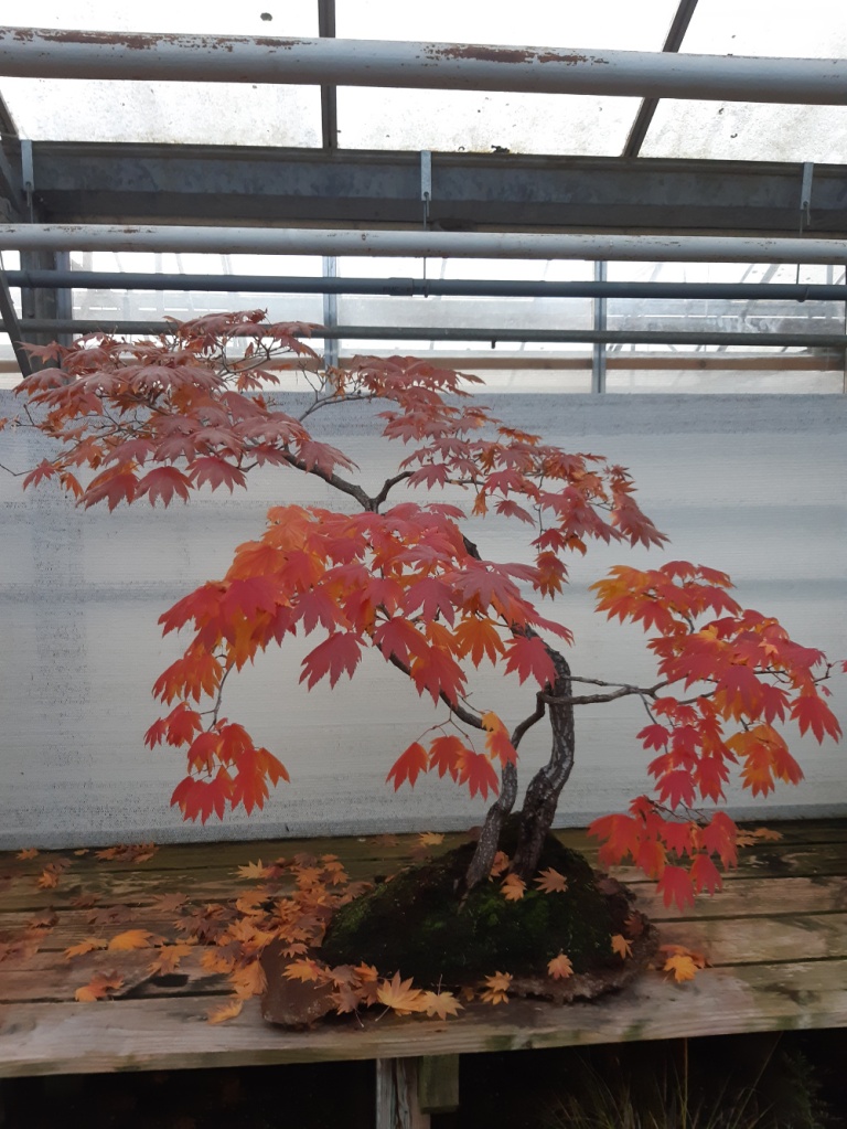 Acer Japonicum Bonsai