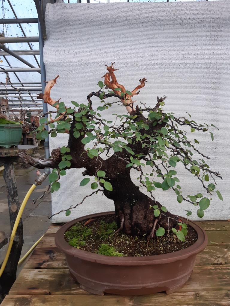 prunus mahaleb bonsai