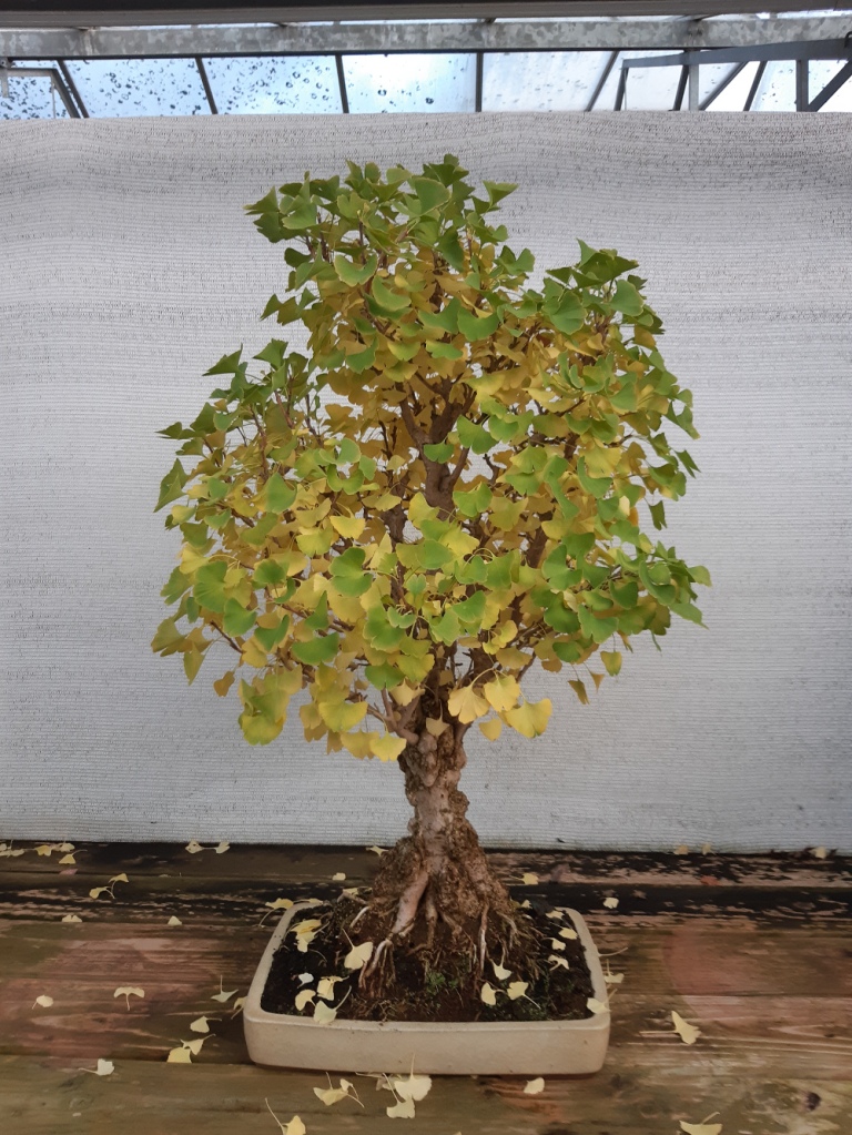 ginkgo biloba bonsai autumn color