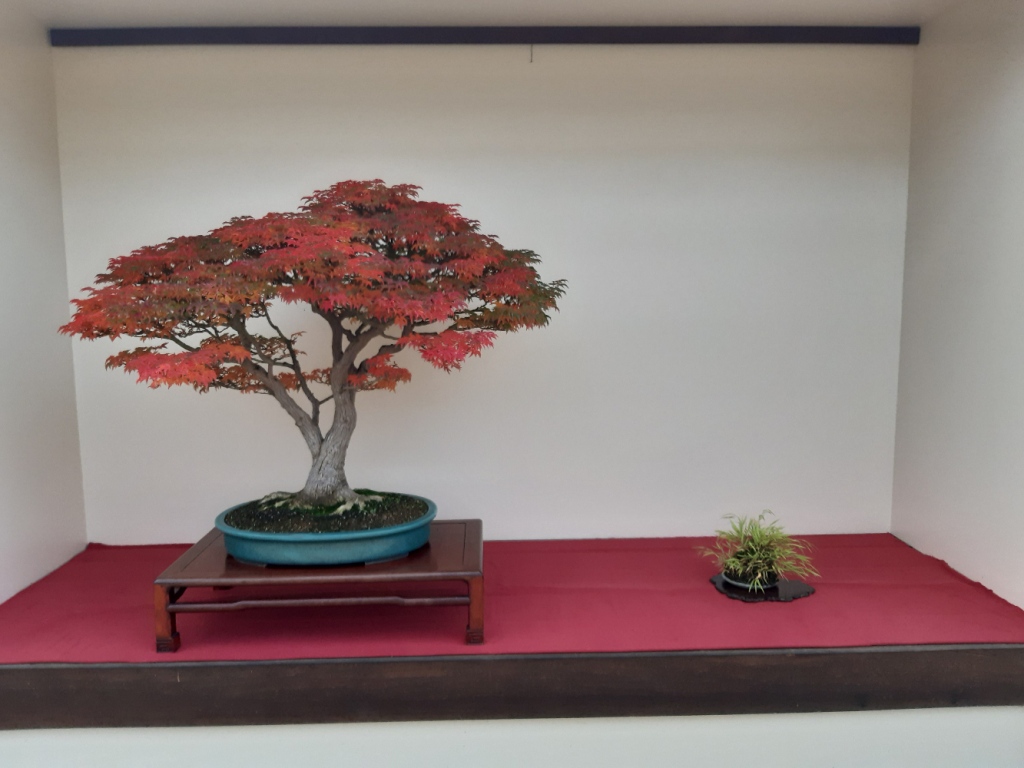 acer palmatum shishigashira bonsai