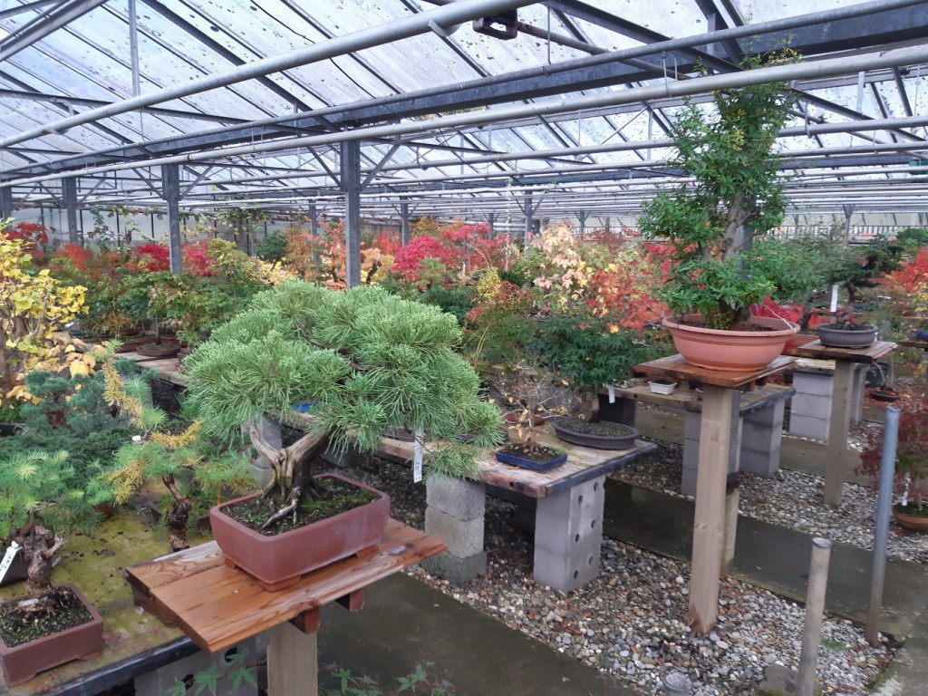 bonsai center ginkgo nursery