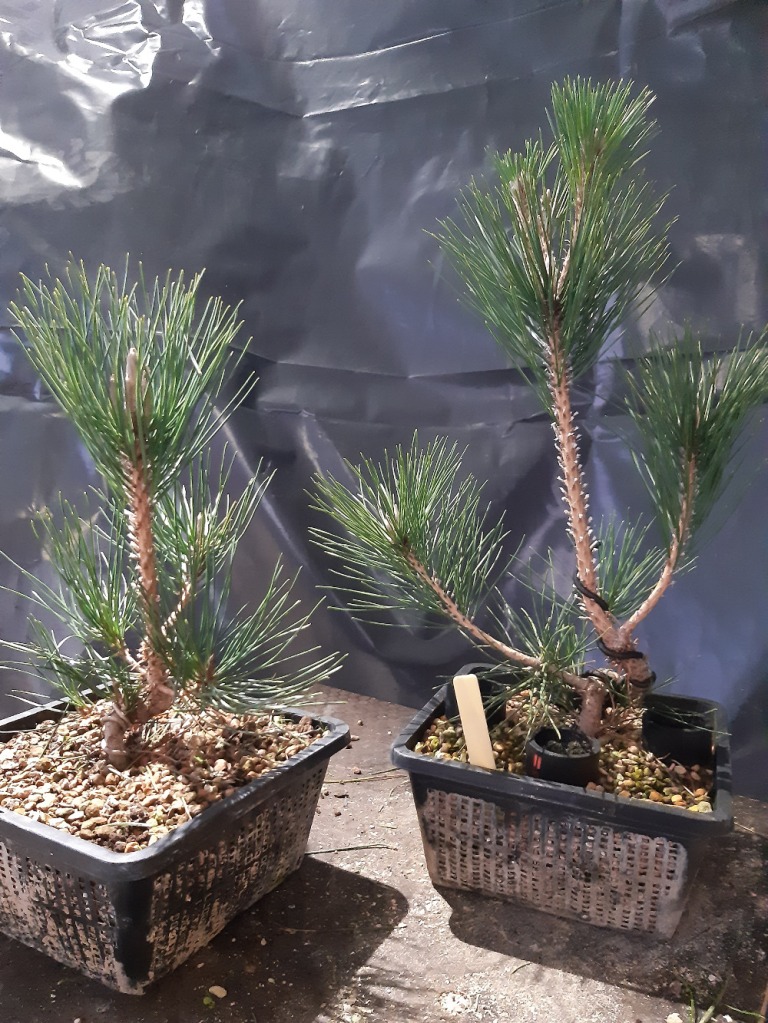 japanese black pine from seed