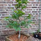 Collected English Oak sapling  1.5 year progress.