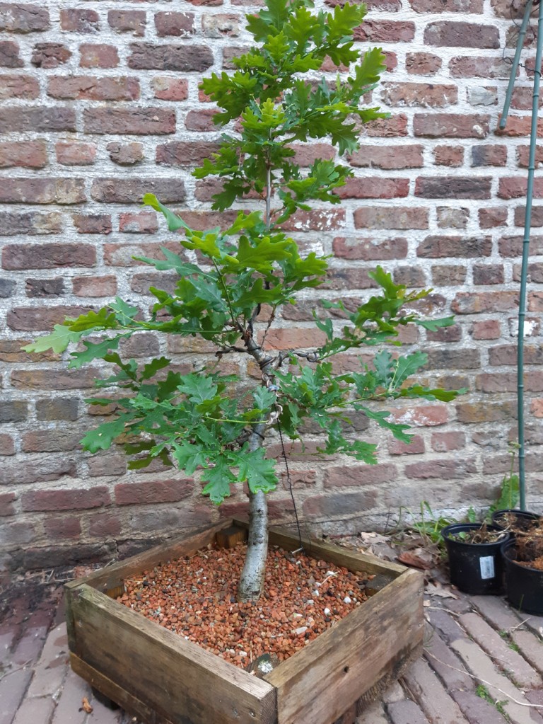 english oak bonsai