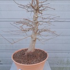 Repotting a ground layered Trident Maple