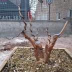 Trident Maple Trunk Fusion Tree #1: Second cutback and wiring