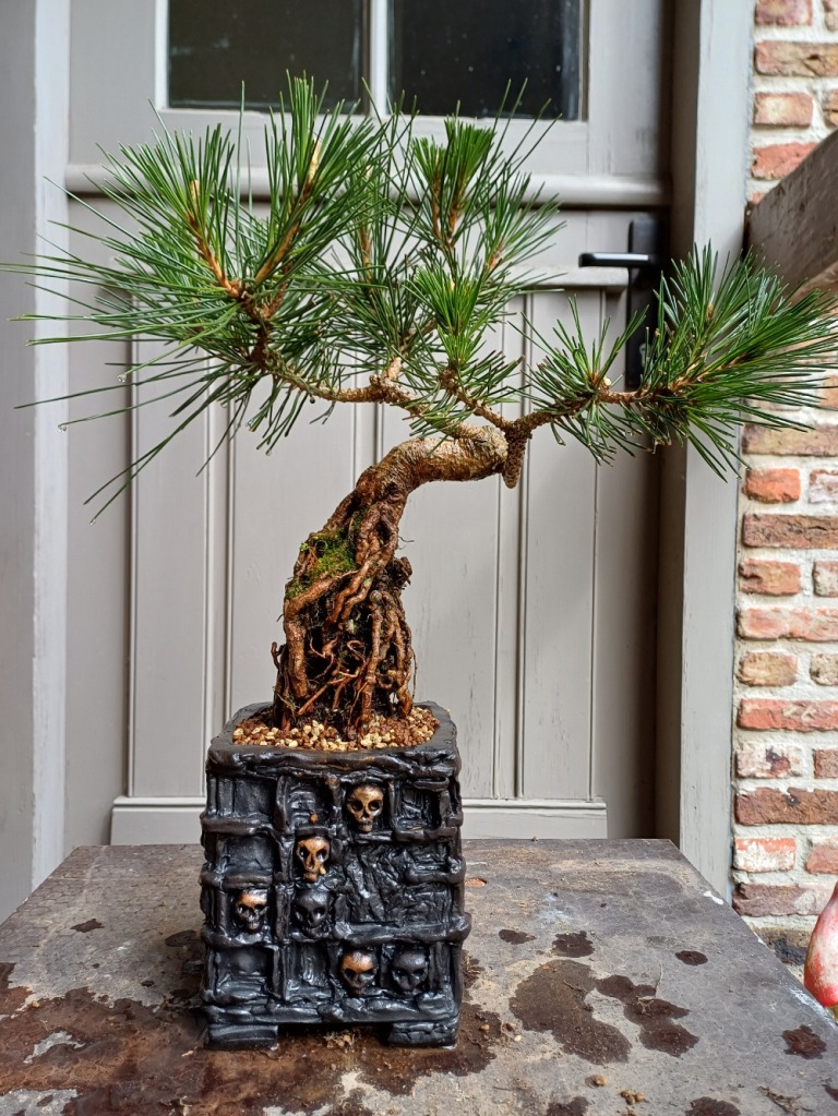 neagari japanese black pine exposed root pinus thunberghii